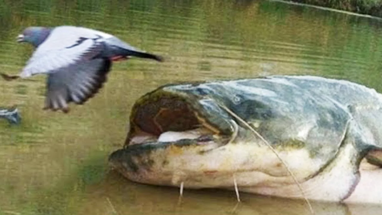 Documentaire Cet énorme poisson mange des pigeons