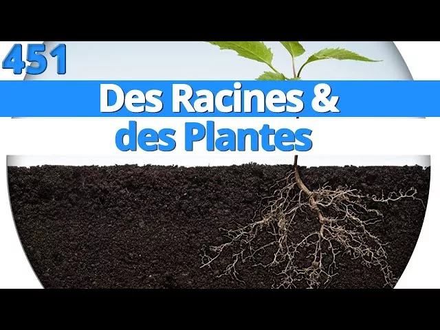 Des racines et des plantes