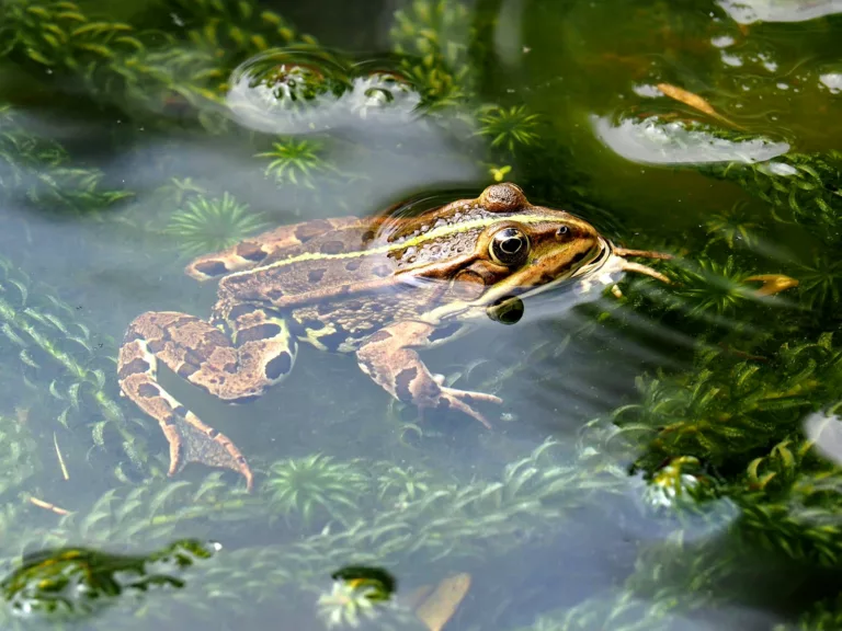 Article | La grenouille rousse