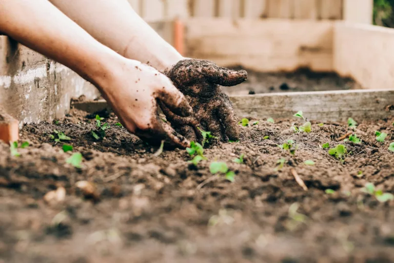 Article | Quelques astuces de jardinage pour débutants