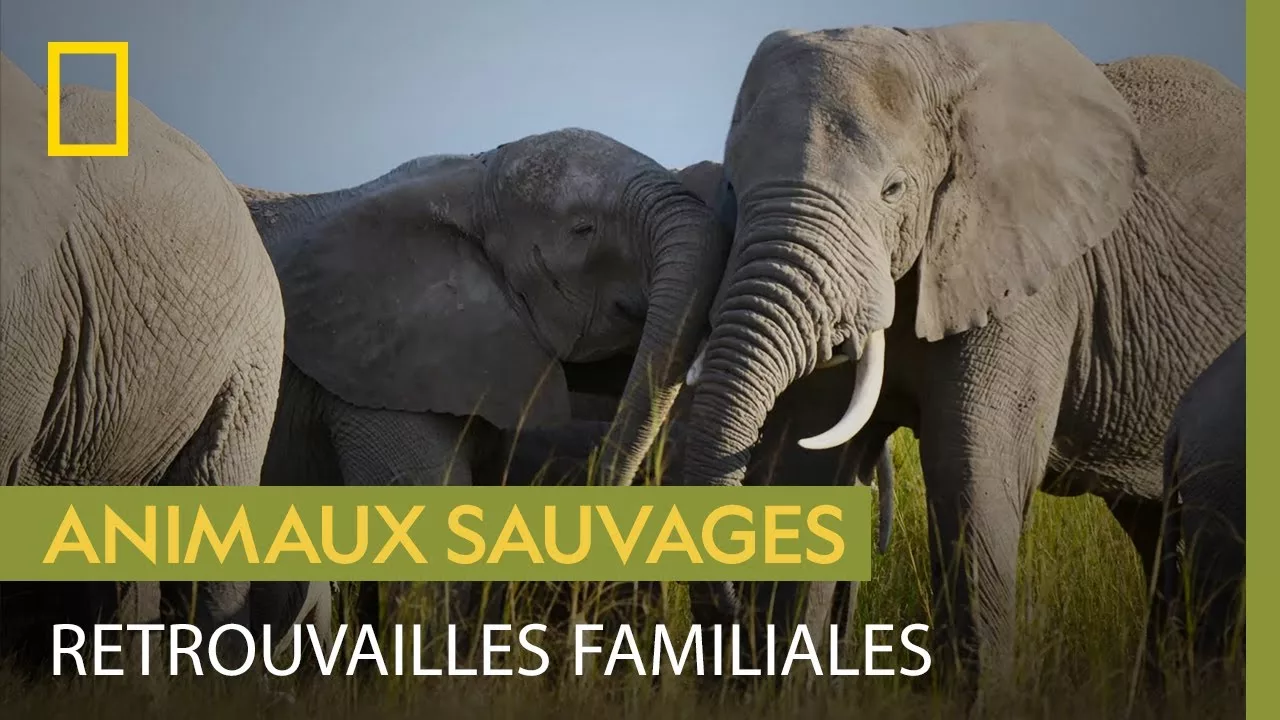 Documentaire Après la saison des pluies, ce sont les retrouvailles pour ces éléphants