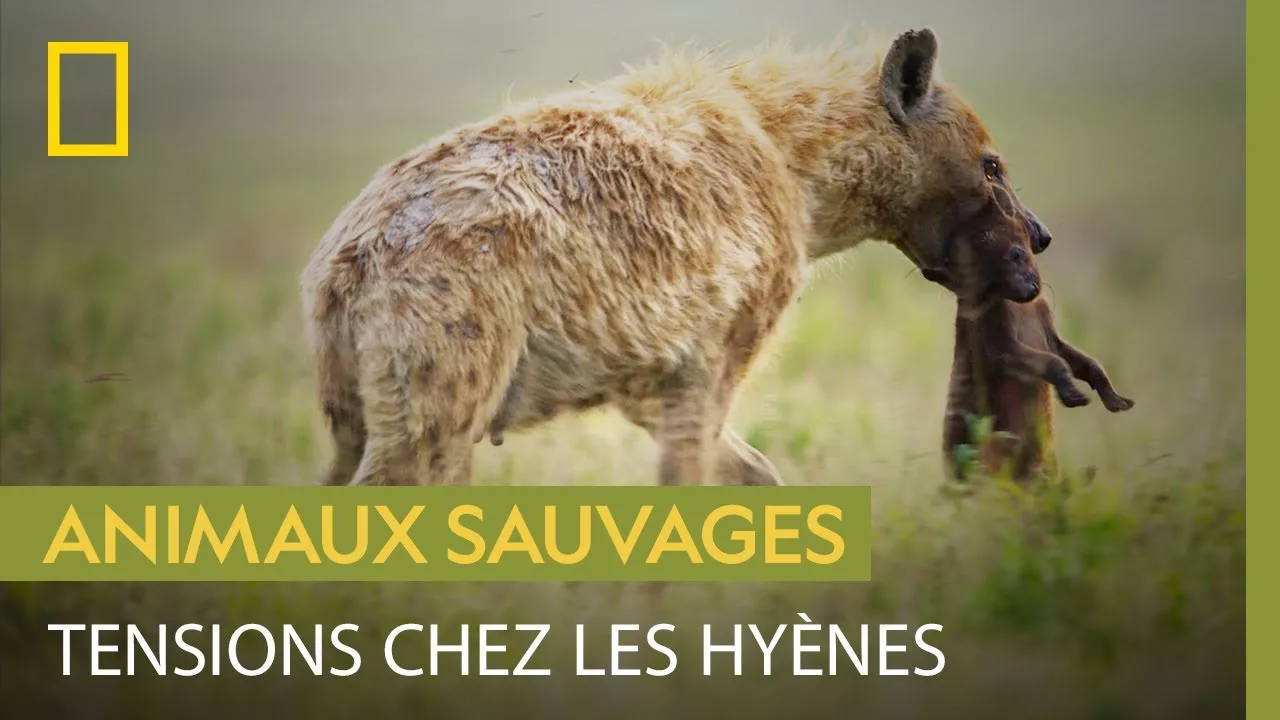Documentaire Le monde impitoyable des hyènes