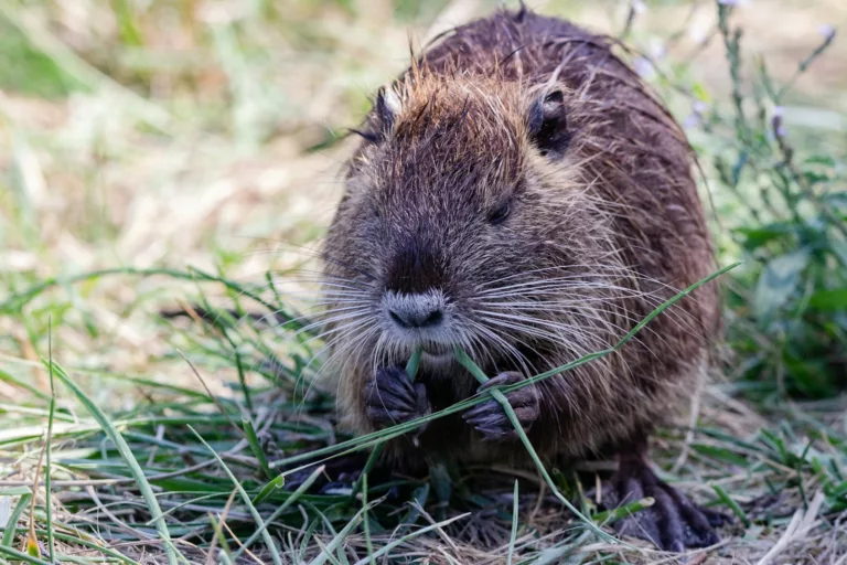 Article | Le ragondin – Ces animaux venus d’ailleurs