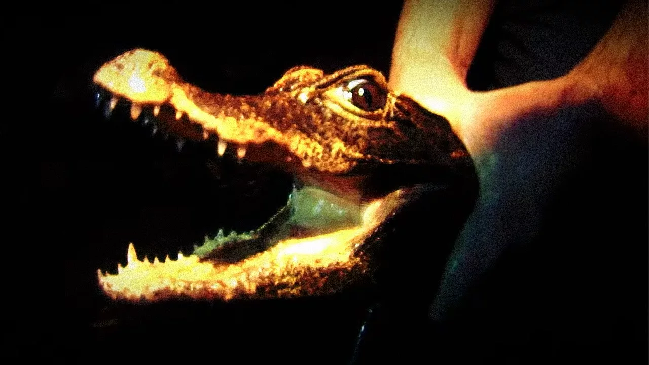 Expédition dans les Cavernes du Gabon - Le Mystère du Crocodile Orange Expedition-dans-les-Cavernes-du-Gabon-Le-Mystere-du-Crocodile-Orange-jpg