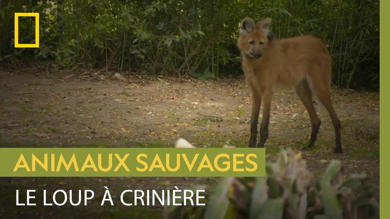 Documentaire Connaissez-vous le loup à crinière, le canidé aux longues pattes ?