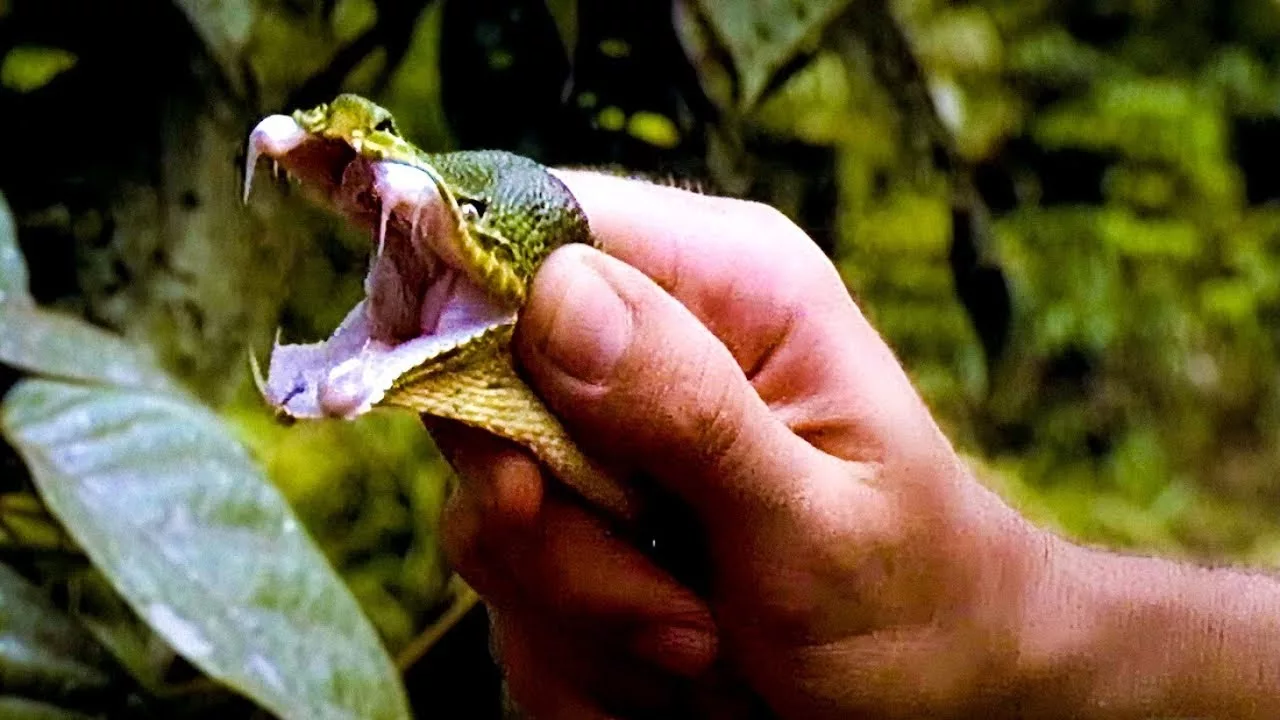 Documentaire Guyane : au pays des serpents