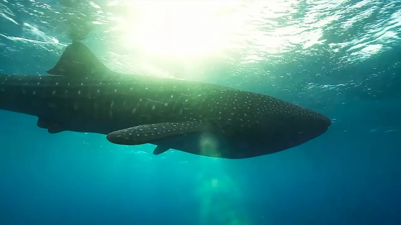 Documentaire Il faut sauver le plus grand poisson du monde