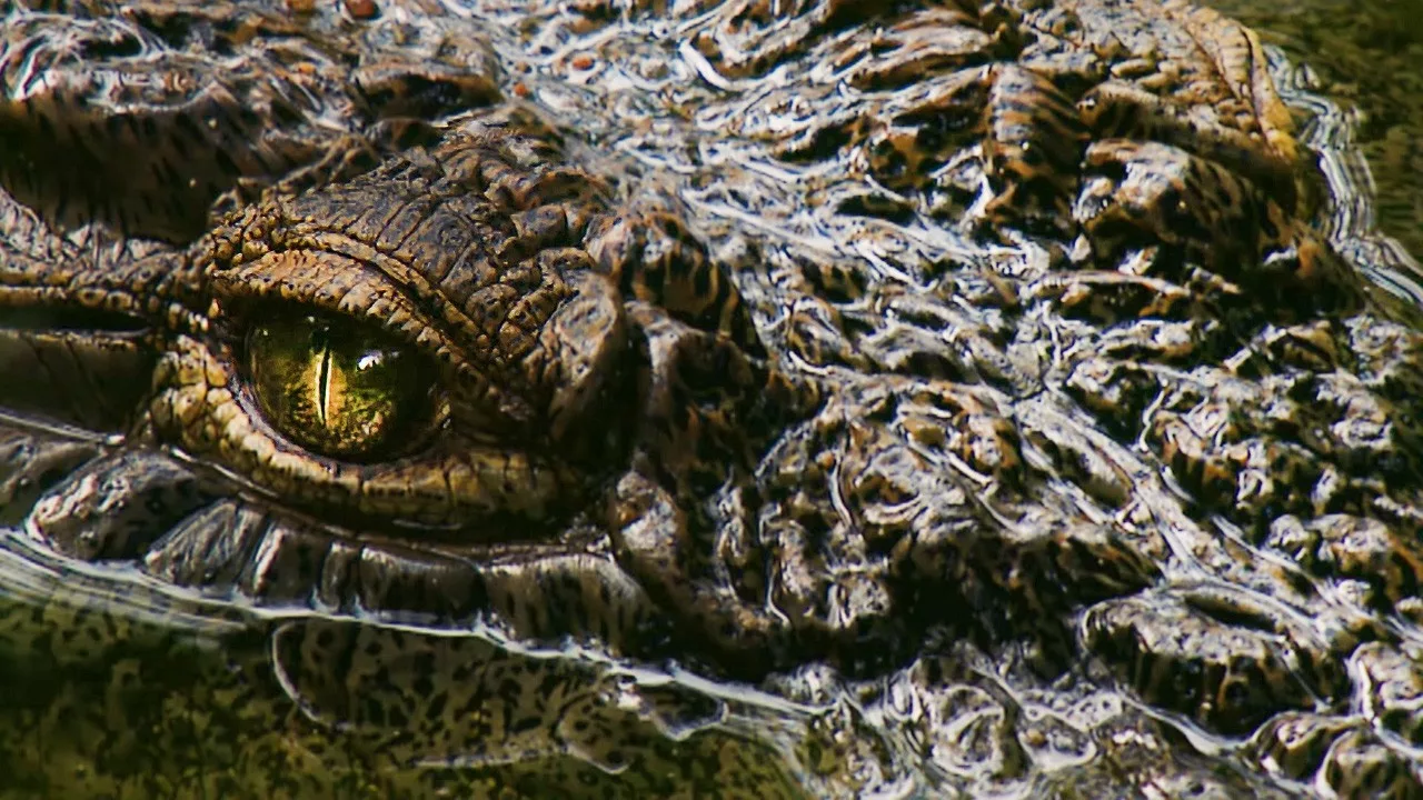 Le monstre du Lac Tanganyika