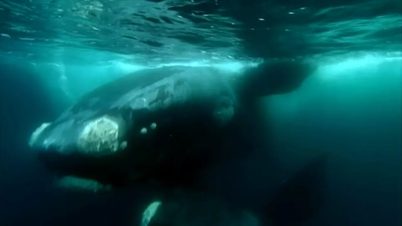 Documentaire Mission Baleines : les gardiens de la mémoire