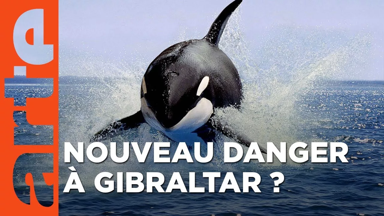 Documentaire Orques de Gibraltar – D’étranges attaques