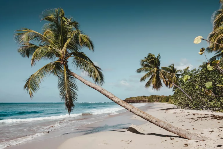 Article | À la découverte de la Martinique