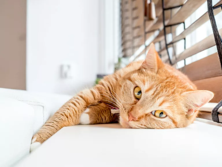 Article | Chats : quels dangers dans la maison ?