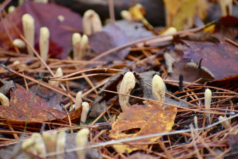 Article | Le cordyceps, ce mystérieux champignon aux pouvoirs surprenants