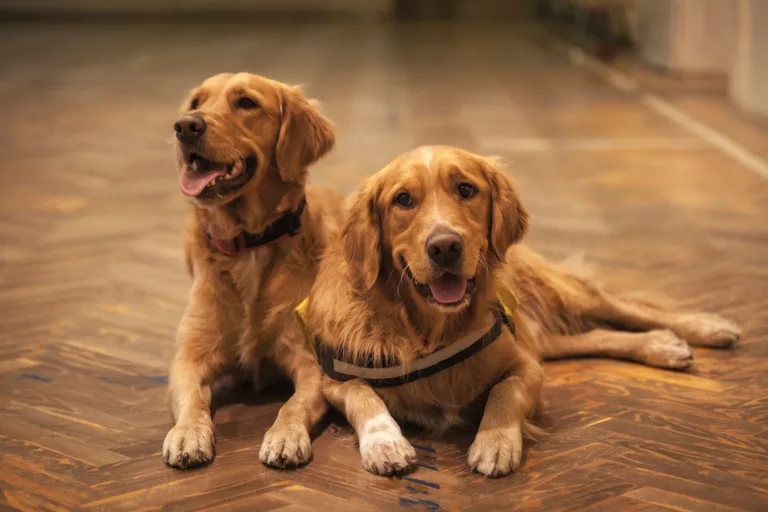 Article | Pourquoi les chiens se reniflent-ils le derrière ?