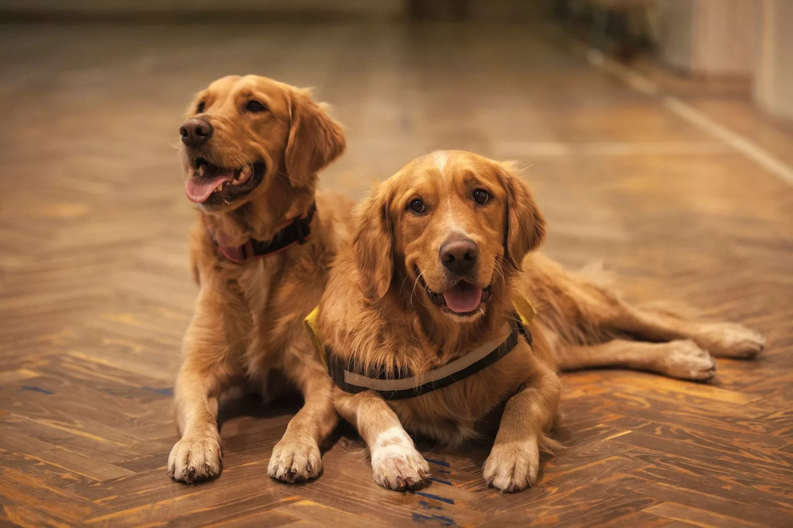 Documentaire Pourquoi les chiens se reniflent-ils le derrière ?