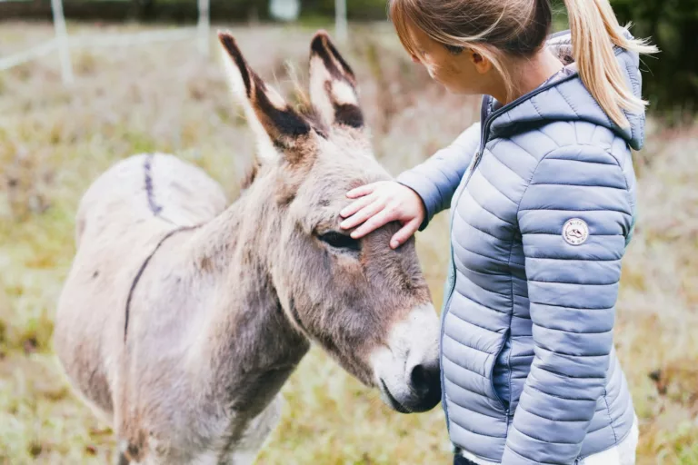 Article | Randonnées à dos d’âne en France : voyage authentique au cœur de la nature