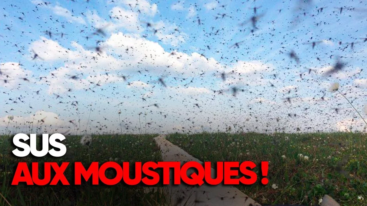 La guerre contre les moustiques