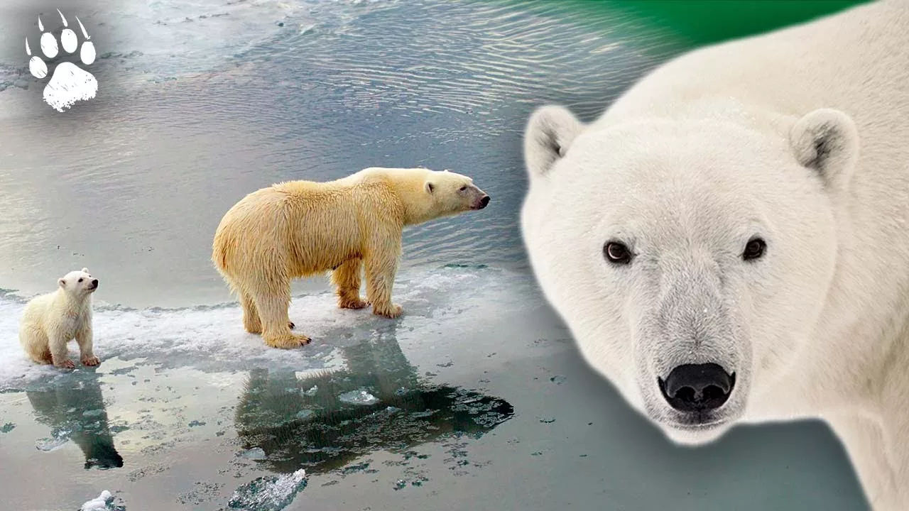 La vérité sur l'extinction de l'ours polaire