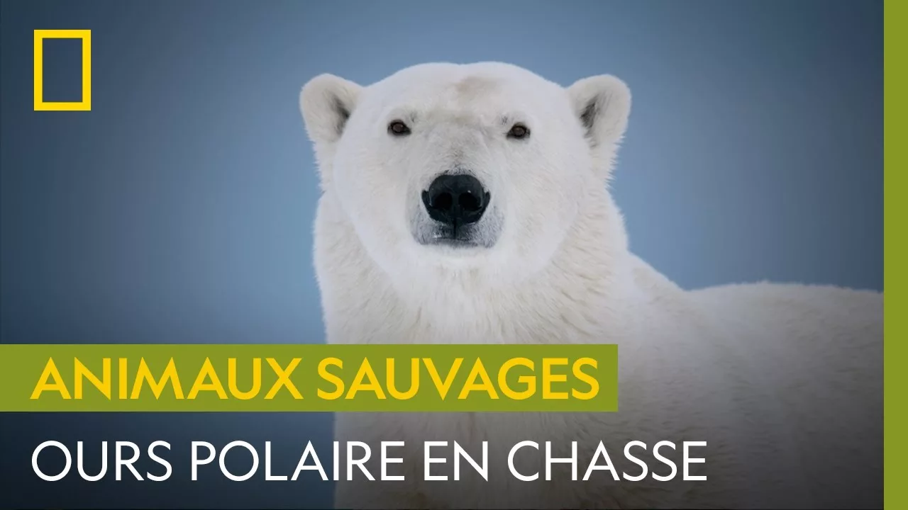 L'ours polaire en chasse