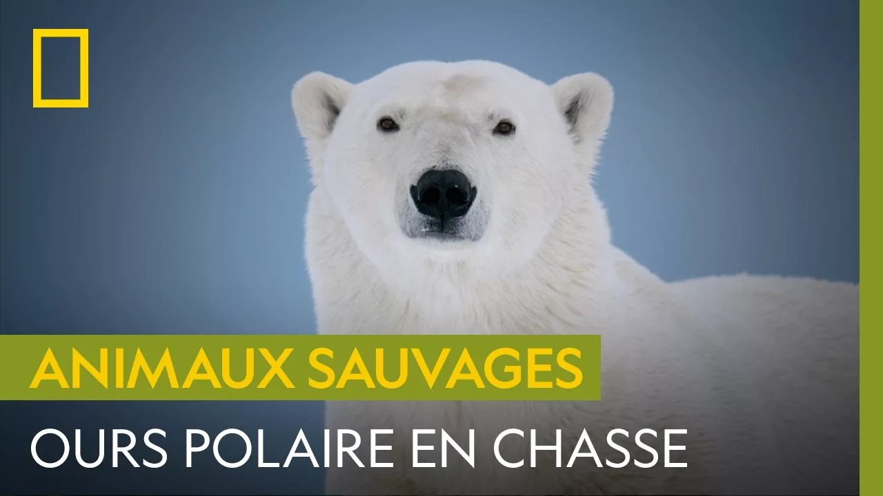 Documentaire L’ours polaire en chasse