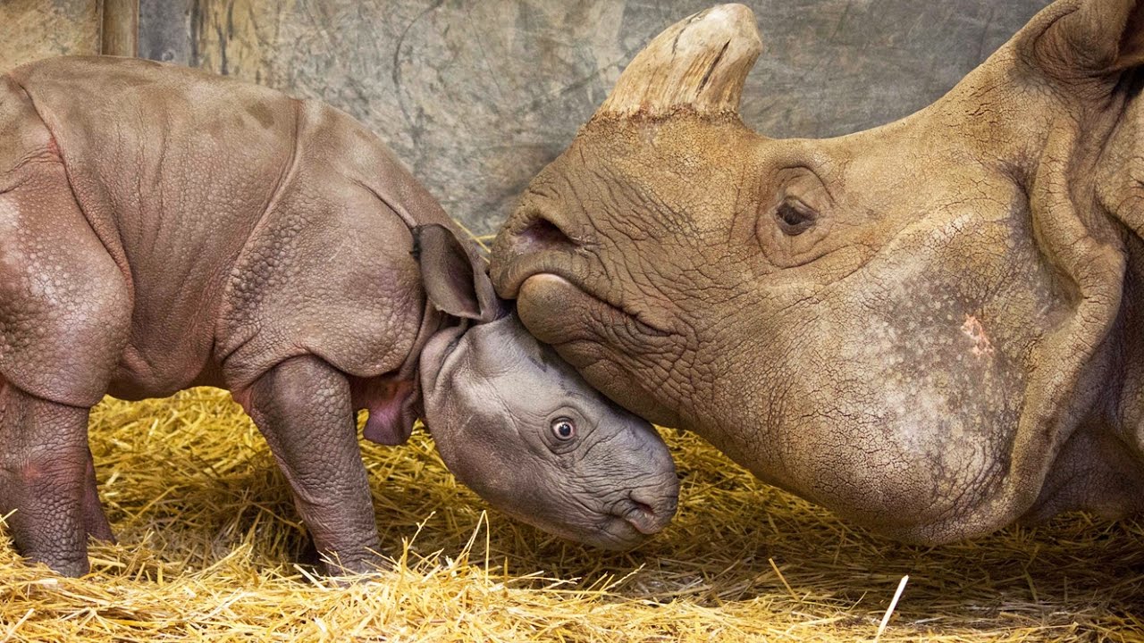 Naissance de bébé rhinocéros en direct