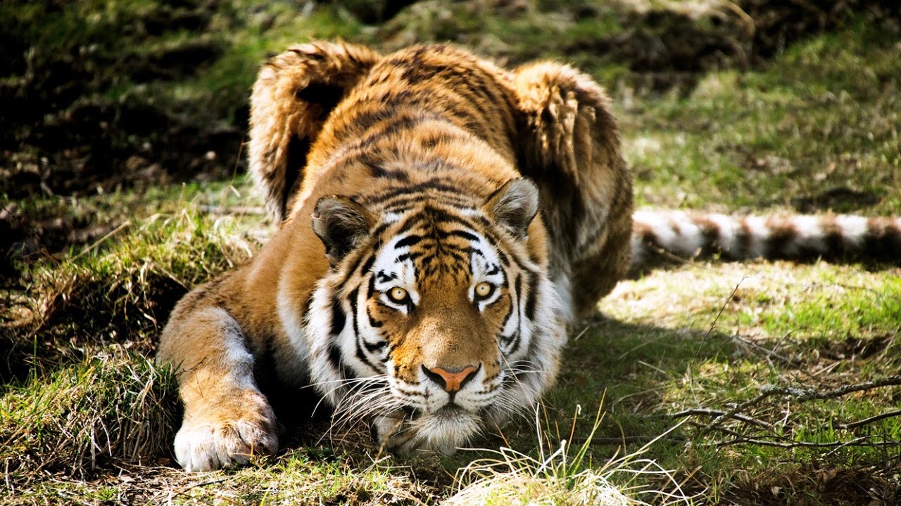Tigre : l'art de l'embuscade