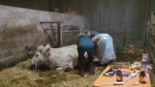 Documentaire Un petit veau a du mal à sortir du ventre de sa mère