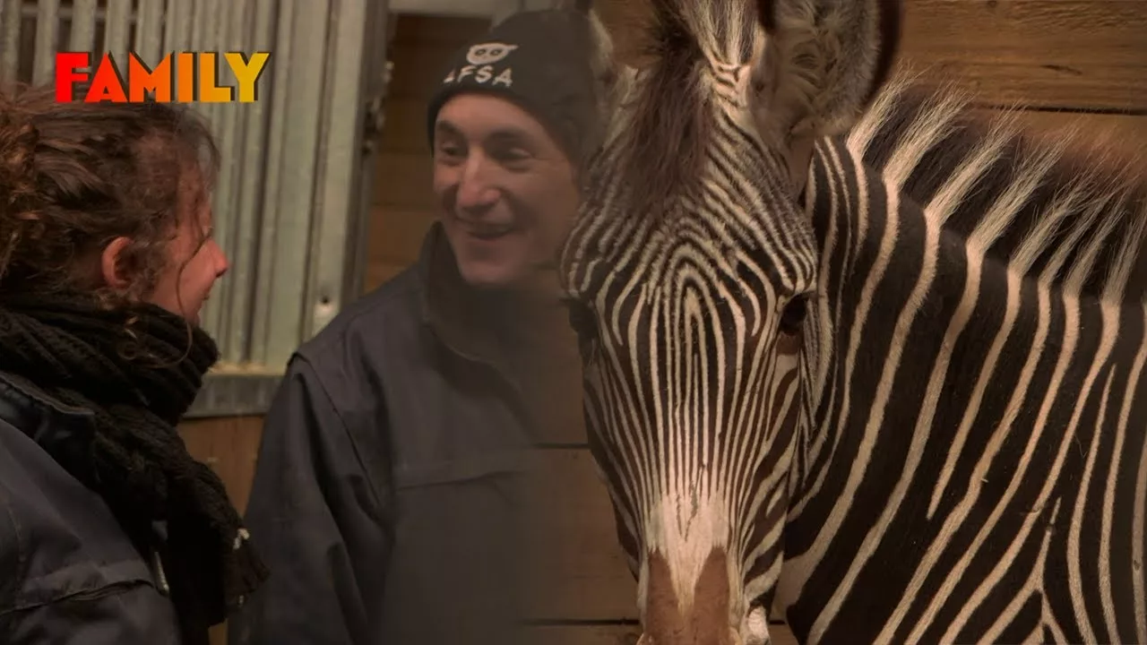 Documentaire Zoo du Pal : les adieux déchirants du zèbre