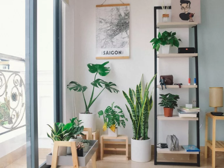 Article | Comment aménager son intérieur avec des plantes ?