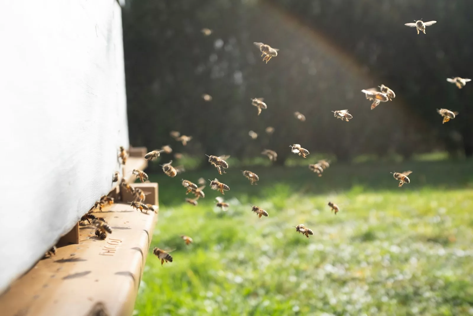 Des ruches en entreprise : véritable engagement RSE