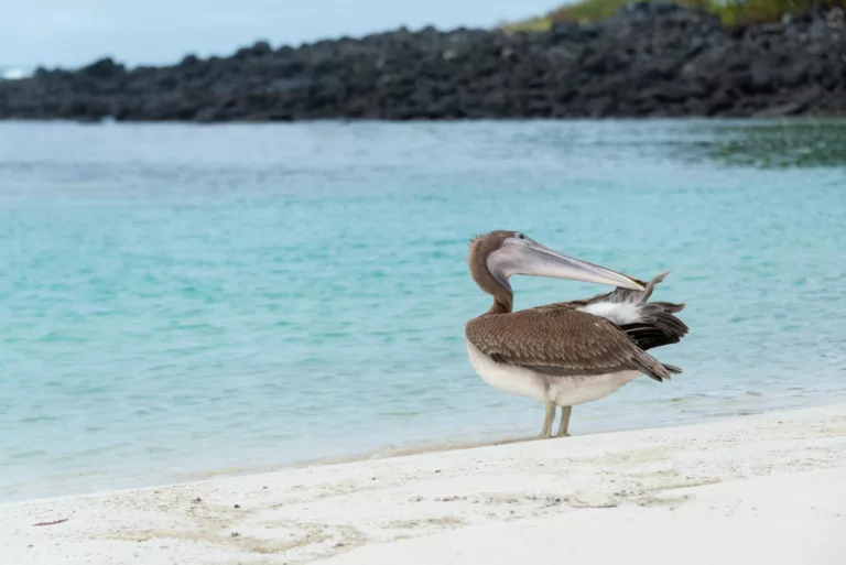 Article | Galápagos – Les forces de l’évolution