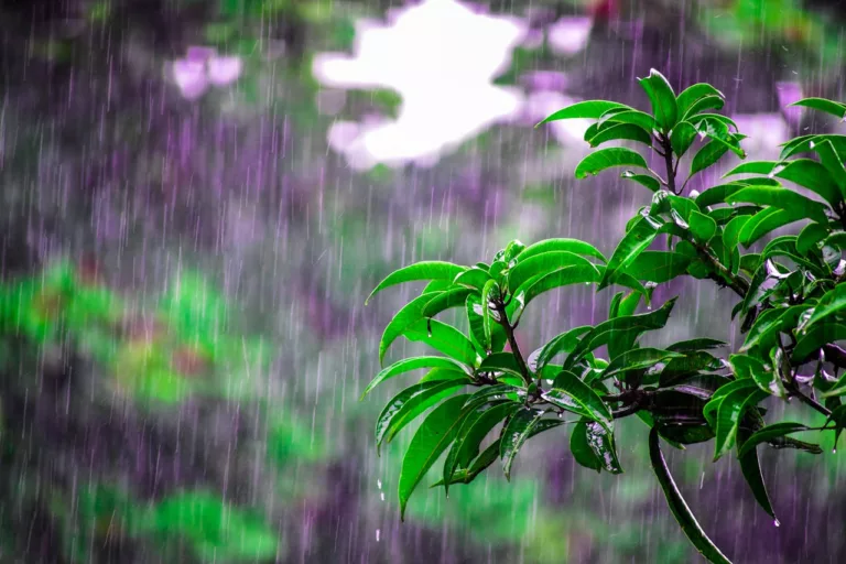 Article | Tout savoir sur les cuves de récupération d’eau de pluie enterrée