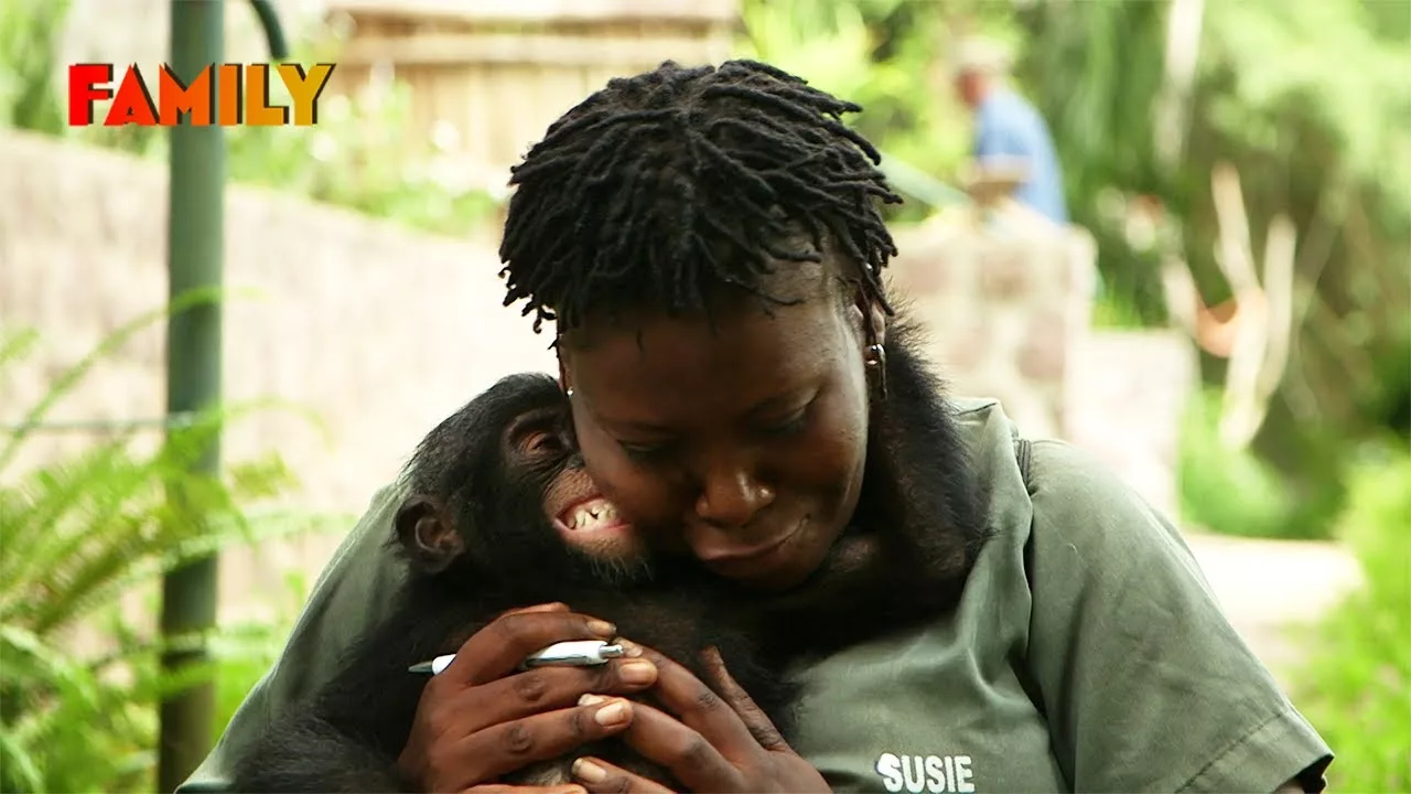 150k€ pour les Bonobos : investissement crucial pour leur avenir