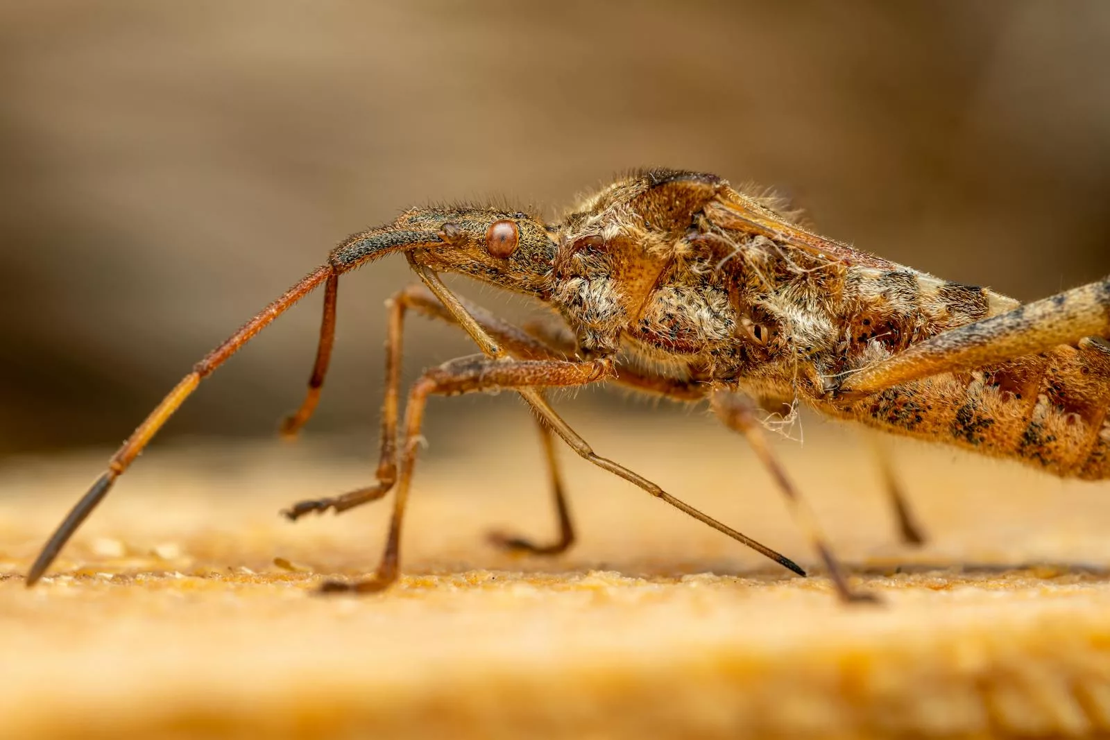 Les solutions naturelles pour lutter contre les moustiques sont nombreuses et souvent aussi efficaces que les solutions chimiques, sans leurs inconvénients pour la santé et l'environnement.