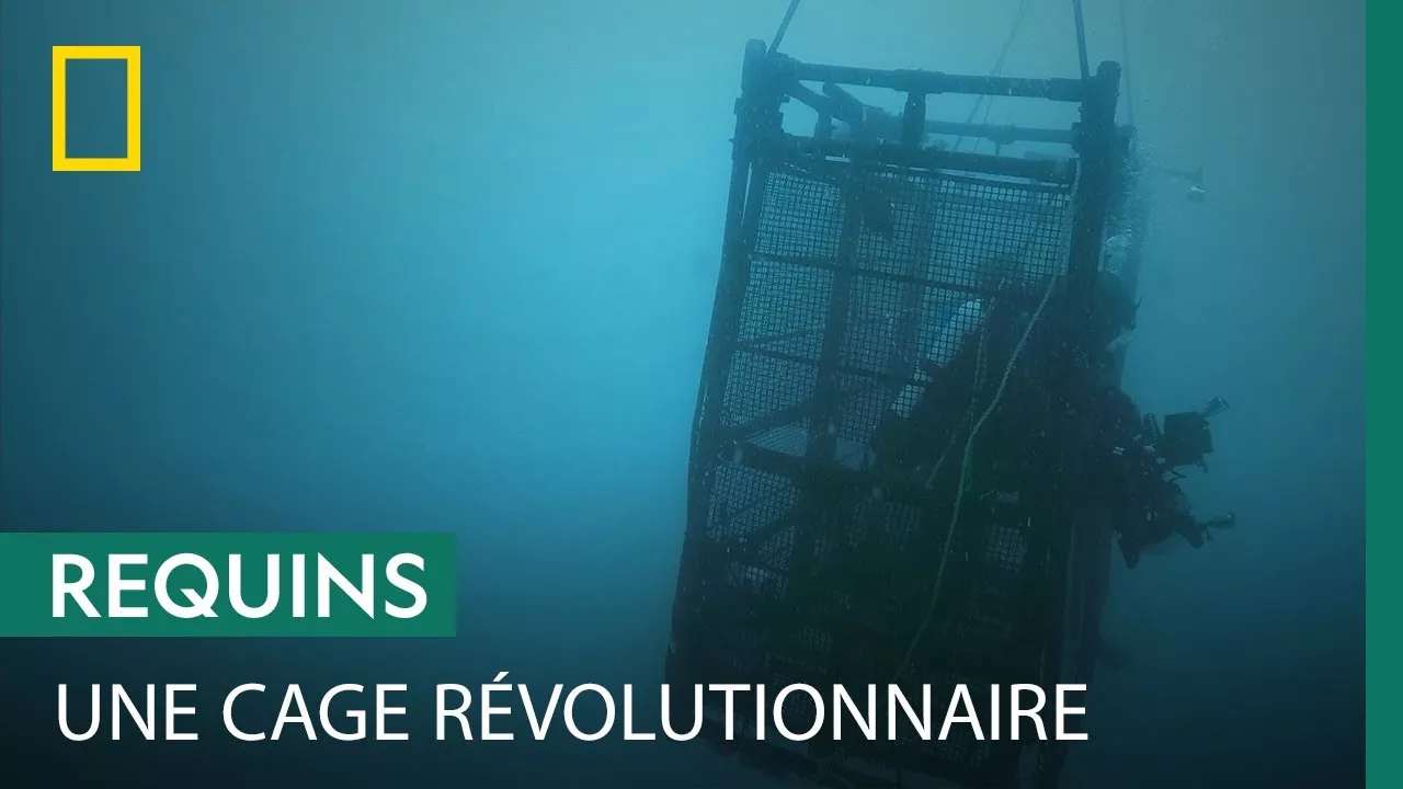 Documentaire Ces chercheurs observent les requins grâce à une cage… en plastique