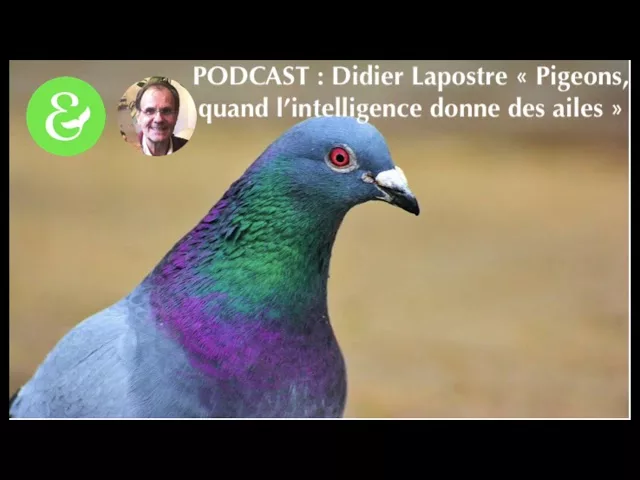 Pigeons, quand l’intelligence donne des ailes