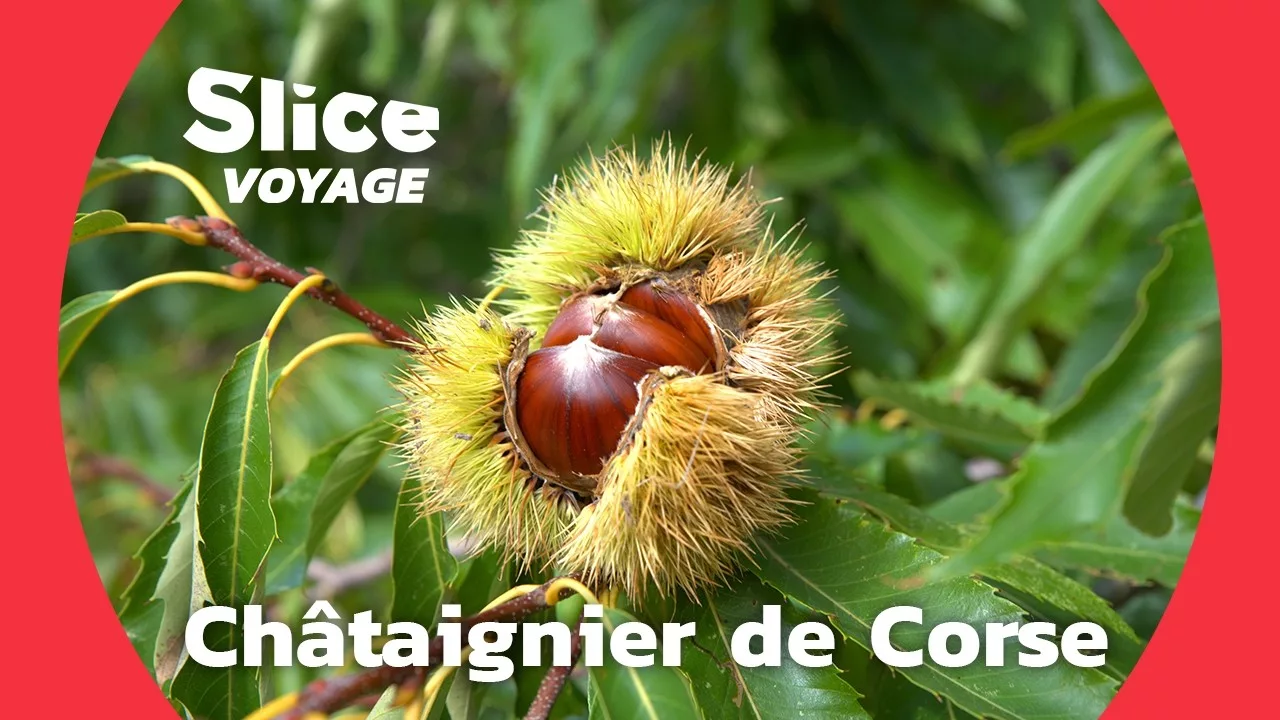 Corse : châtaignier, l'arbre nourrisseur de l'île