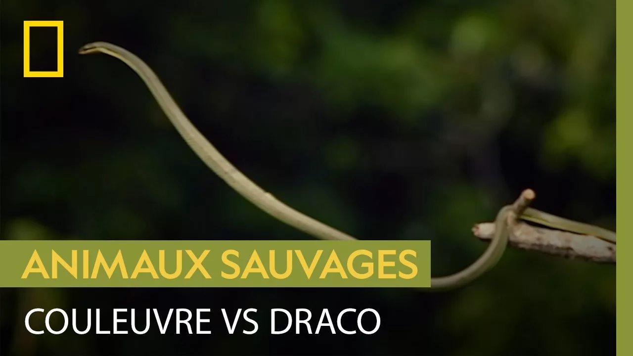 Documentaire Course-poursuite haletante entre une couleuvre et un draco