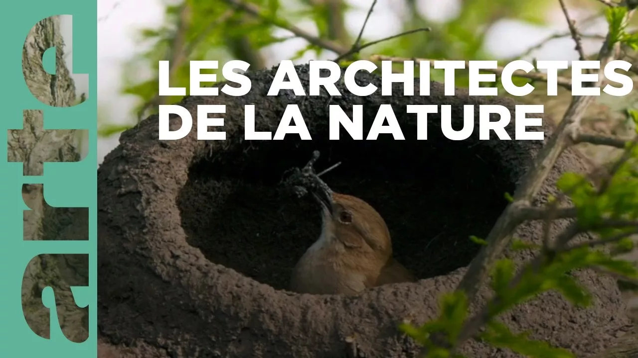 Documentaire Des foyers sur mesure – Constructions animales