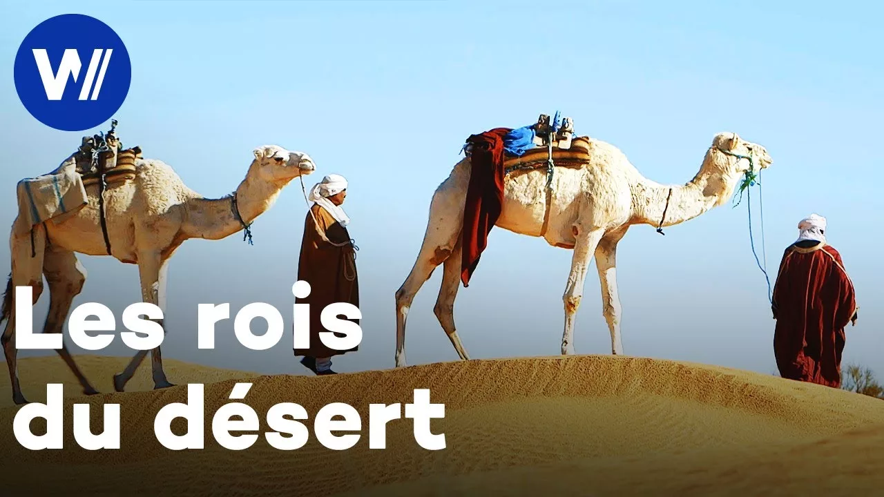 Dromadaire : un animal exeptionnel et important dans la culture du Moyen-Orient et du Maghreb