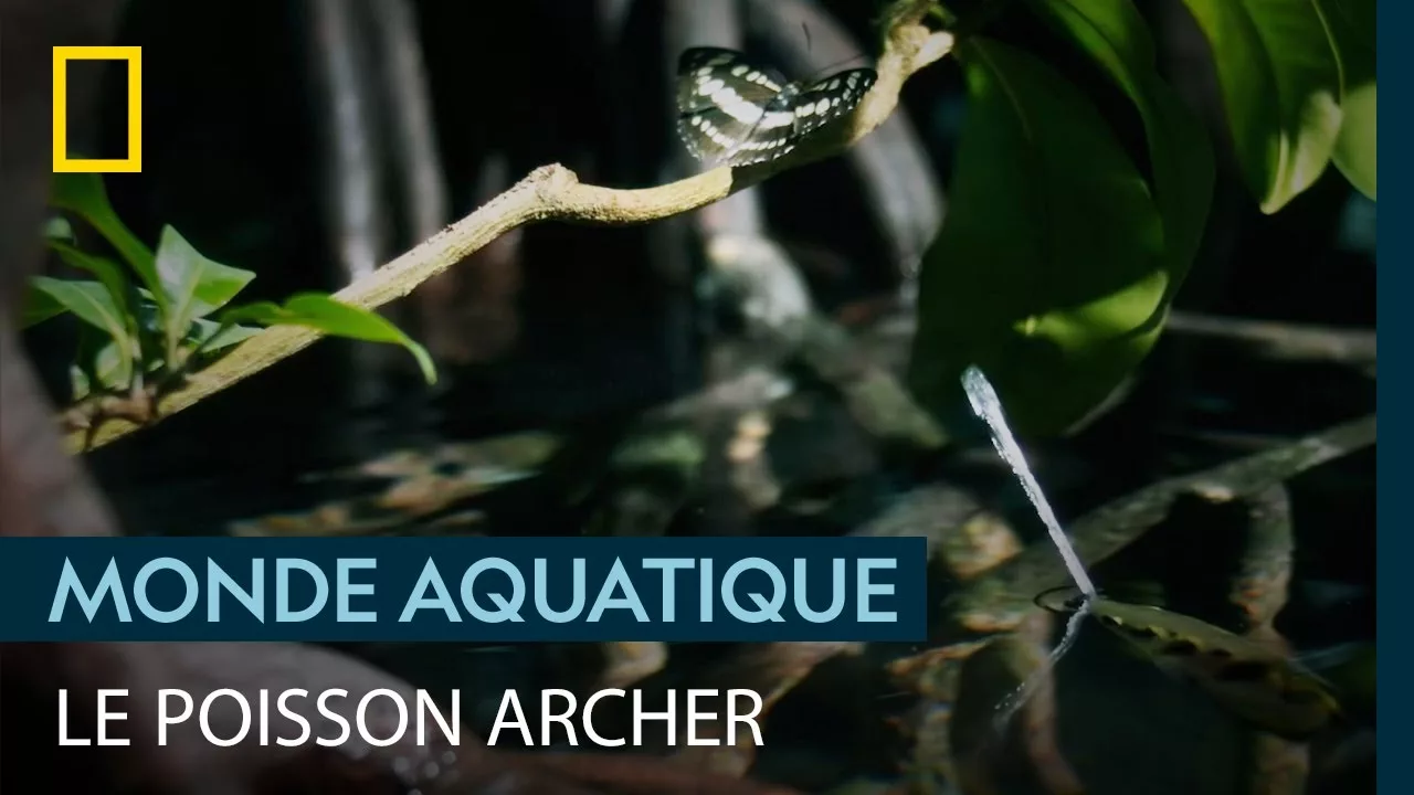 La redoutable précision du poisson archer