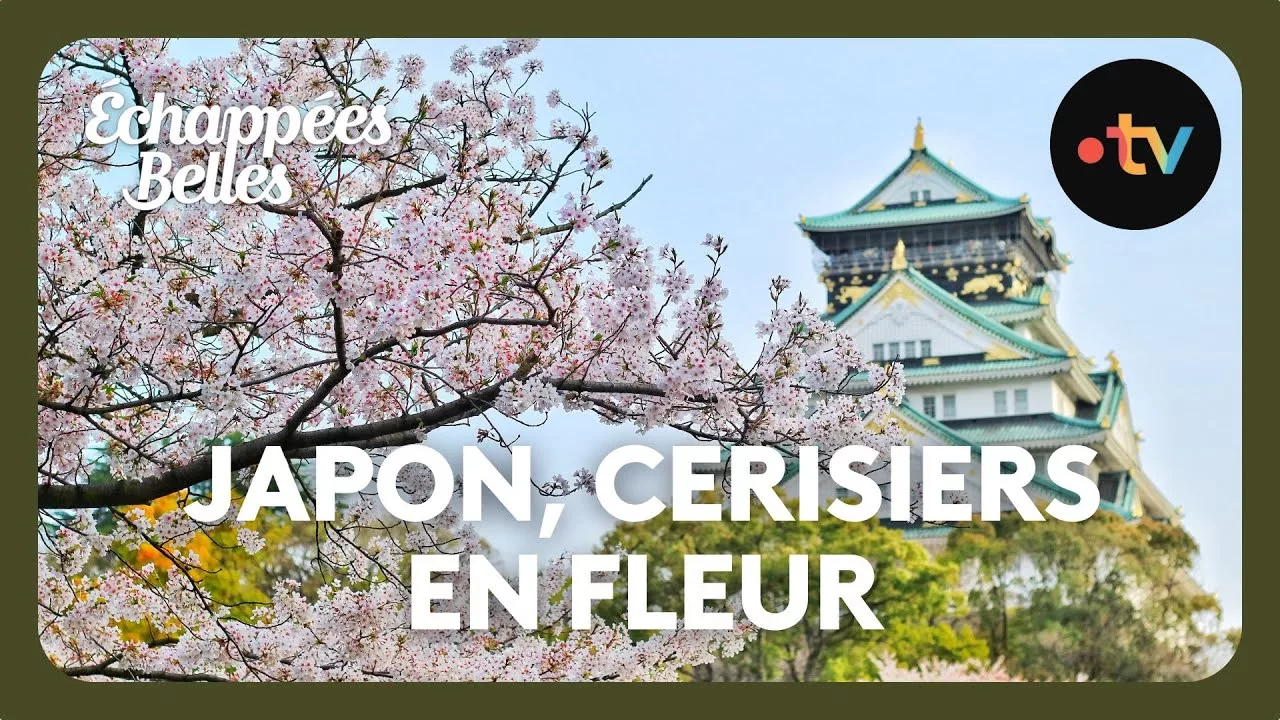 Le Japon des cerisiers en fleurs