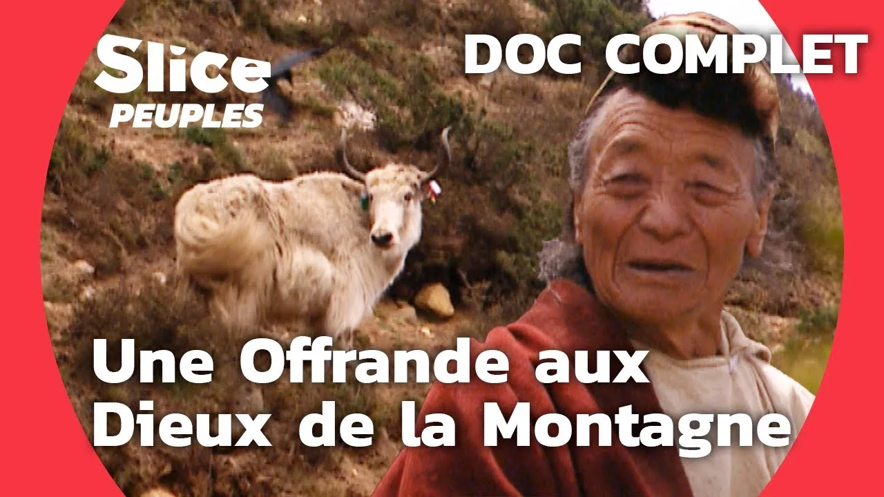 Le yak blanc : offrande des sherpas aux dieux de la montagne au Népal