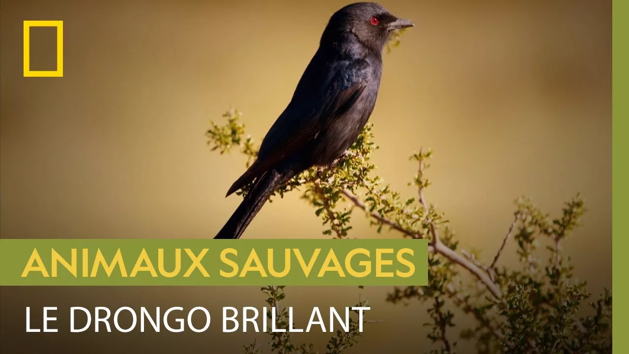 Documentaire Le drongo brillant, expert en imitations