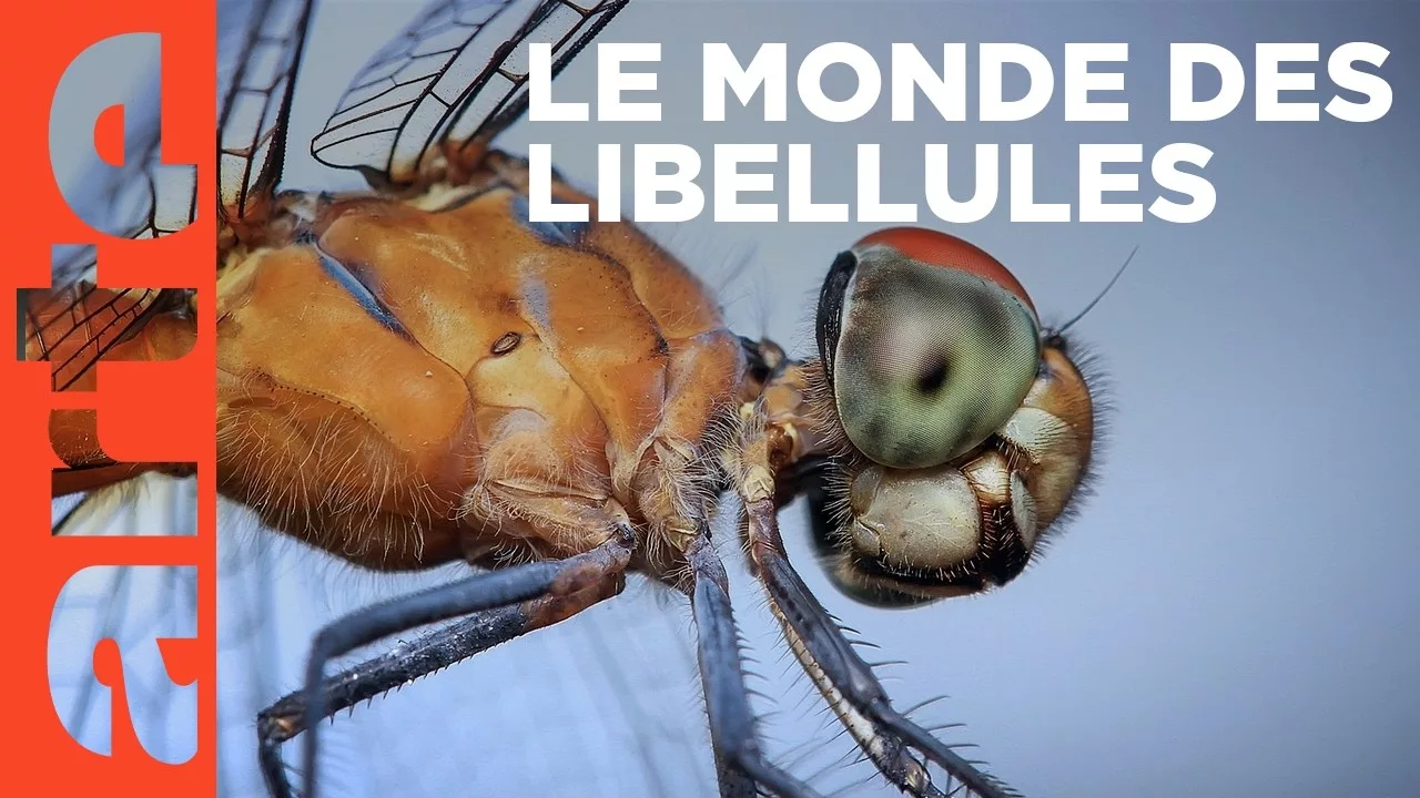 Le paradoxe des libellules