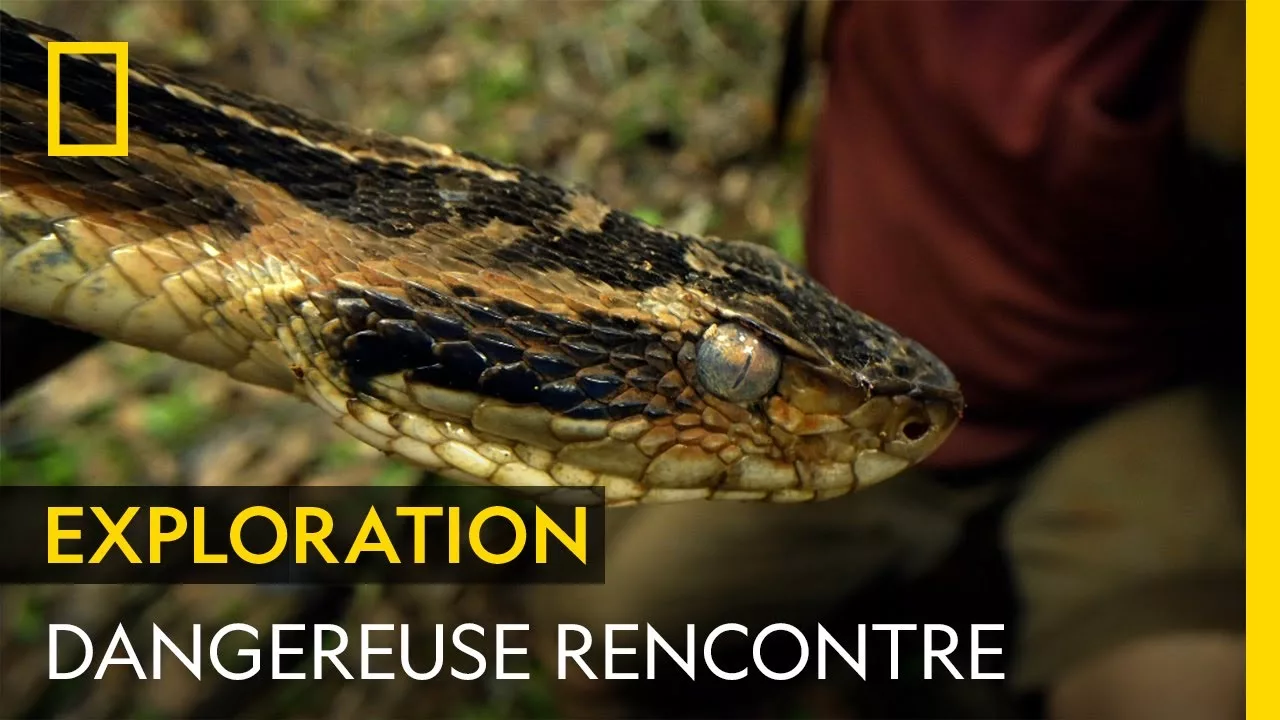 Documentaire Le yarara, l’un des serpents les plus dangereux d’Amérique du Sud