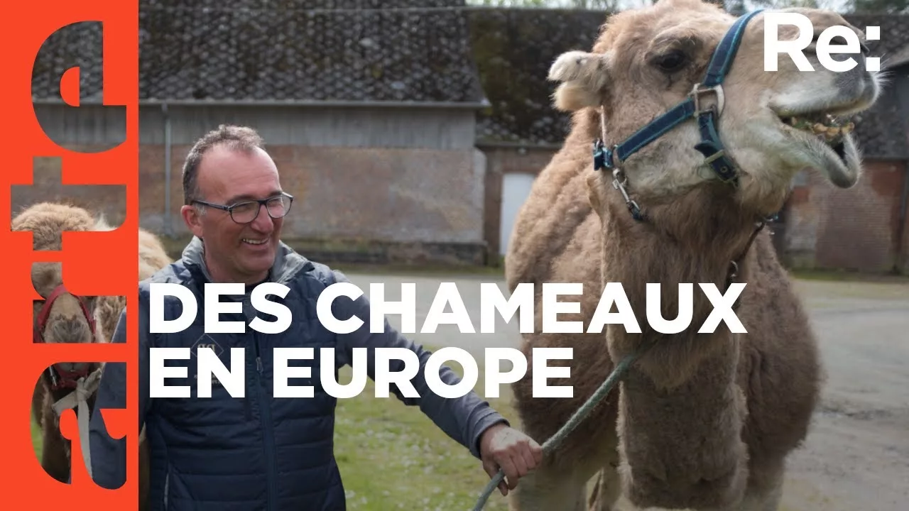 Les chameaux ont élu domicile en Europe