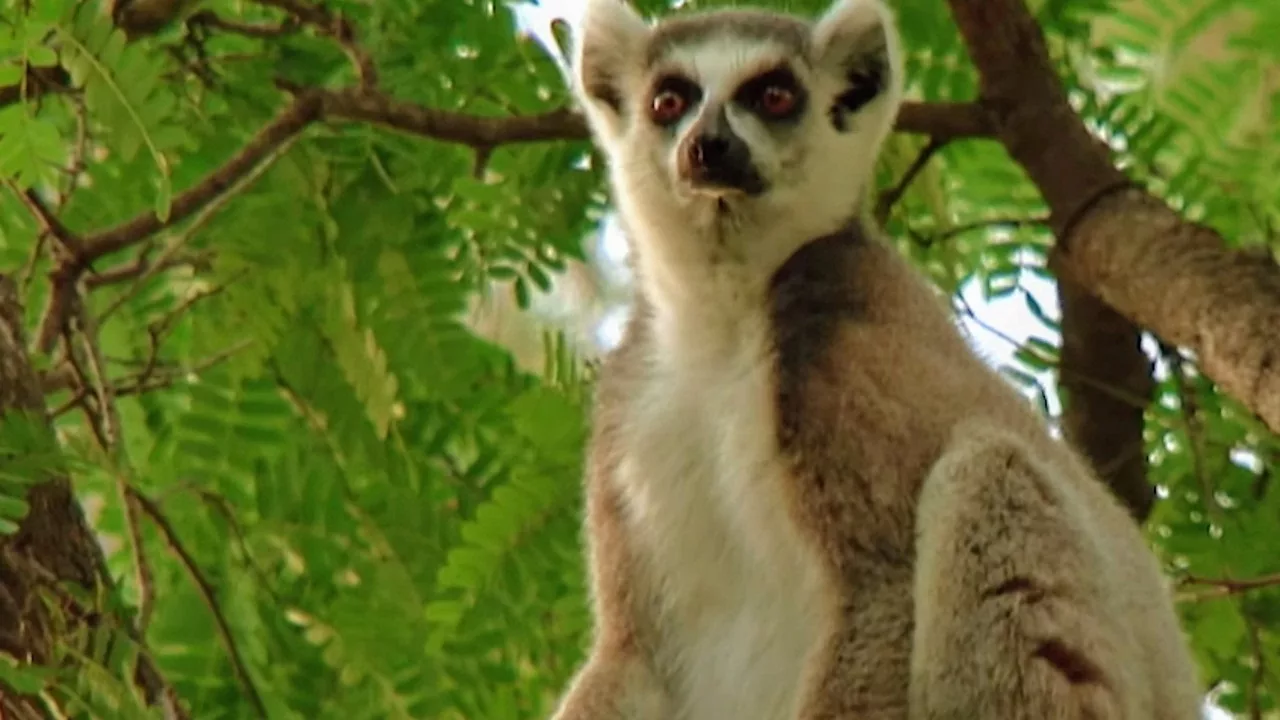 Documentaire Madagascar : une des biodiversités les plus riches de la planète