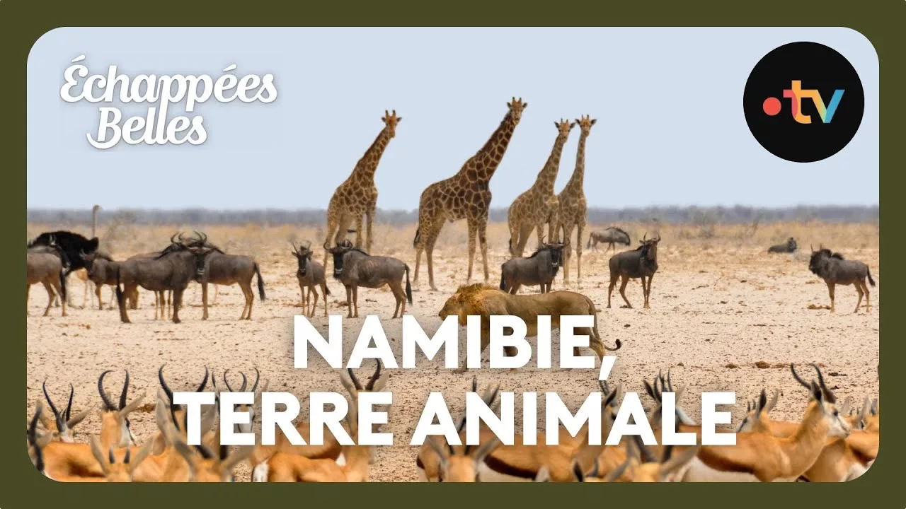 Namibie, terre animale