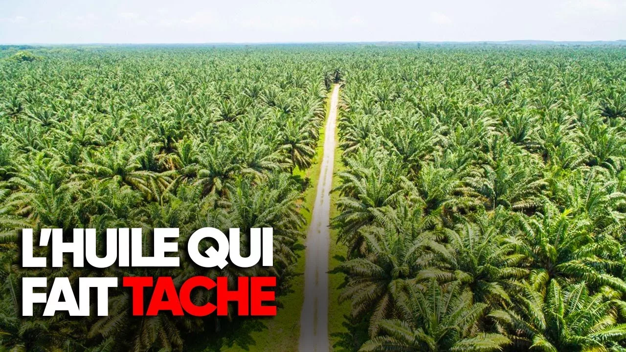 Documentaire Palme, une huile qui fait tache